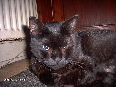 Blanding af racer Figaro billede 9