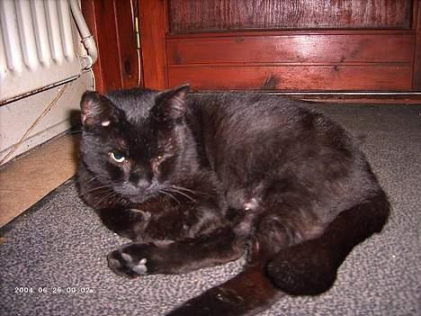 Blanding af racer Figaro billede 10