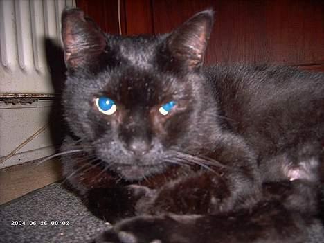 Blanding af racer Figaro billede 11