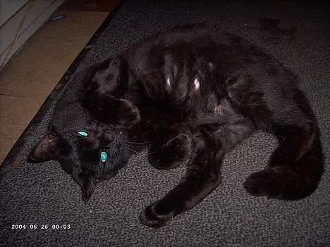 Blanding af racer Figaro billede 12