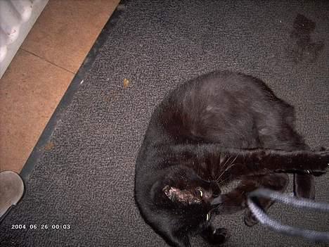 Blanding af racer Figaro billede 13