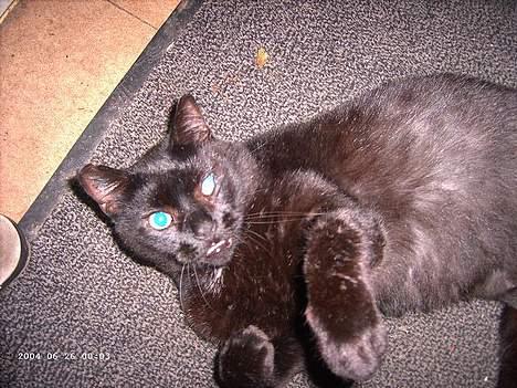 Blanding af racer Figaro billede 14