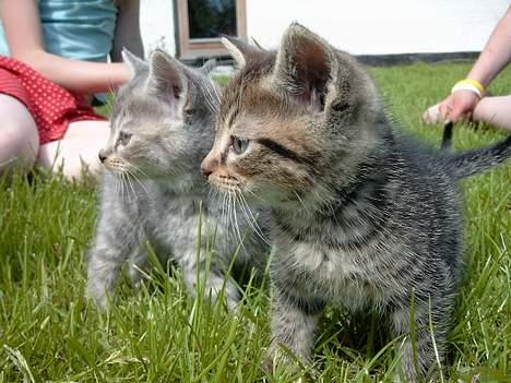 Huskat rosa billede 1