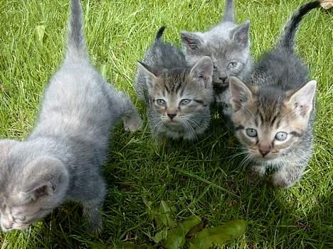 Huskat rosa - der her er et billed af hende og hendes søskende hvor de er meeeegeeet oooptaget af kamaraet hehe :) billede 2