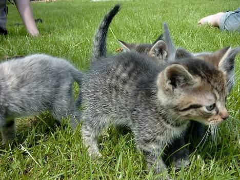 Huskat rosa - her er et billed hvor hun har fået øje på noget intrassant  billede 3