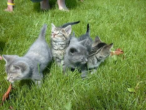 Huskat rosa billede 4