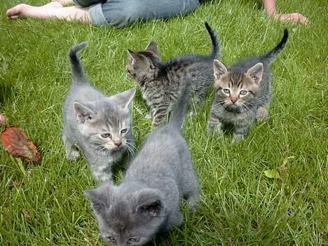 Huskat rosa - her vil hun vist ikke være med på billedet hehe mors mis :) billede 5