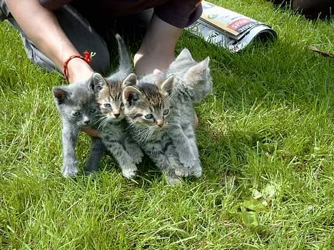Huskat rosa - appelsin :D smil  billede 6