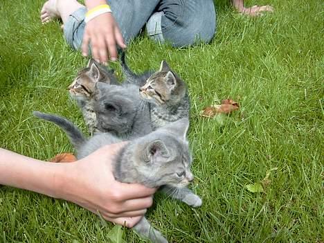 Huskat rosa billede 7