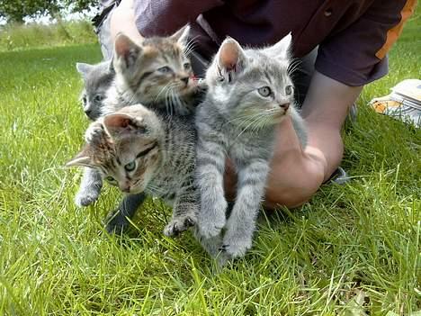 Huskat rosa - det her nogle af hende og hendes søskende det brogede kat med hoved nederst mod græsset er hende :P billede 8