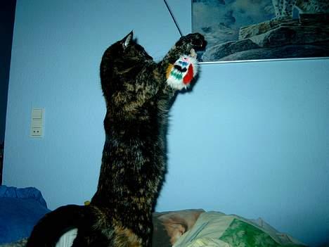 Huskat Angel #R.I.P# - Se jeg kan fange musen... billede 6