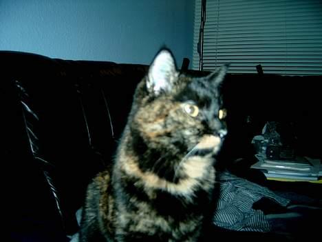 Huskat Angel #R.I.P# billede 7