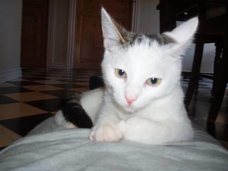 Huskat Gandhi - Miiiiiaaaaauuu, giver du en karakter ? :o) billede 1