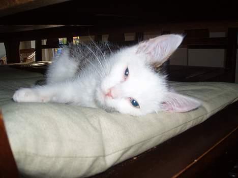 Huskat Gandhi billede 2