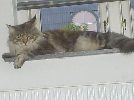 Maine Coon nadia - lille bitte naddie billede 1