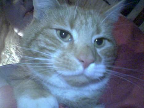 Huskat Rødbeden (Smukke) - Taget d. 9 Februar 2006 billede 5