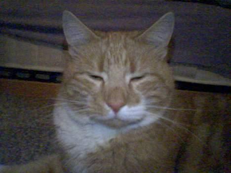 Huskat Rødbeden (Smukke) - Smukke Rødbeden billede 6