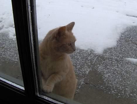 Blanding af racer Pyrus billede 2