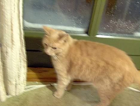 Blanding af racer Pyrus billede 3