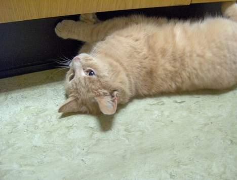 Blanding af racer Pyrus billede 4