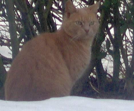 Blanding af racer Pyrus billede 5