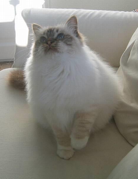 Hellig Birma Con Meo´s Bébé - Er jeg ikke smuk!? billede 1