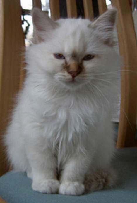 Hellig Birma Con Meo´s Bébé - Her var jeg kun 11 uger... billede 2