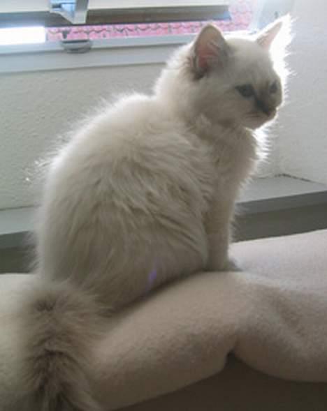 Hellig Birma Con Meo´s Bébé - ... Og her er jeg så blevet 13 uger :O) billede 3