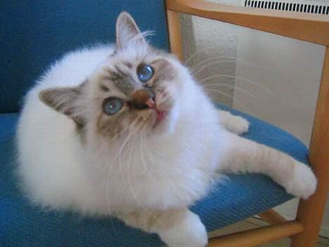 Hellig Birma Con Meo´s Bébé - Se mine smukke blå øjne :O) billede 4