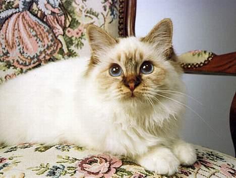 Hellig Birma Con Meo´s Bébé - Jeg har skam også været til fotograf, billedet er fra 2005 billede 5