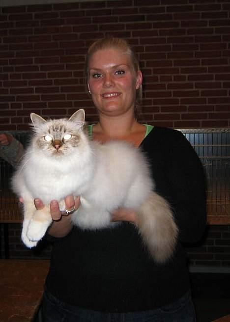 Hellig Birma Con Meo´s Bébé - Mig og mor på udstilling, man kan godt være smuk selvom man fik ex- på grund af løbere ;O) billede 6