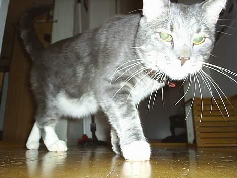 Blanding af racer Pjevs billede 1