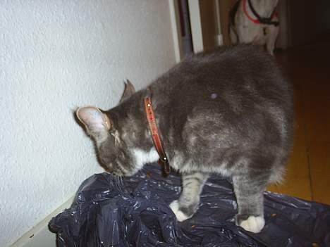 Blanding af racer Pjevs billede 2