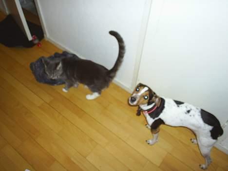 Blanding af racer Pjevs billede 3