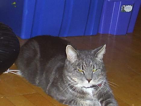 Blanding af racer Pjevs billede 4