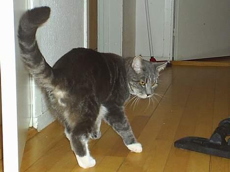 Blanding af racer Pjevs - den kan ik li støvsugere :) billede 5