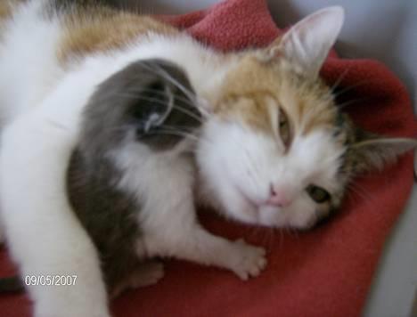 Huskat Ida billede 20