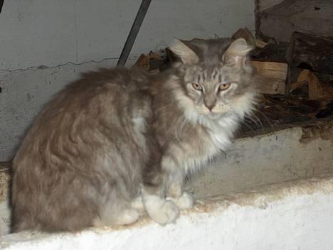 Maine Coon mille  *DØD* billede 1