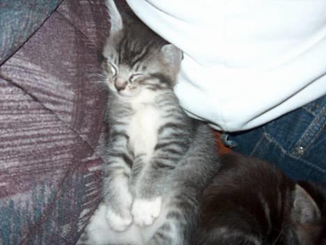 Maine Coon mille  *DØD* - milles killing billede 2