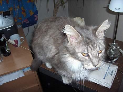 Maine Coon mille  *DØD* billede 3