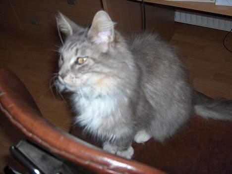 Maine Coon mille  *DØD* billede 4