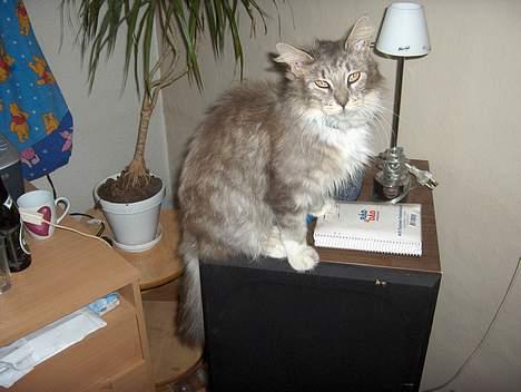 Maine Coon mille  *DØD* billede 5