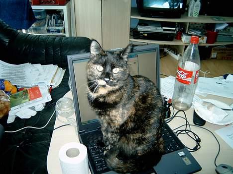 Huskat Angel #R.I.P# - Her siger jeg til mor at hun ikke skal lave lektier, men ryde op. (den gamle lejlighed) billede 8