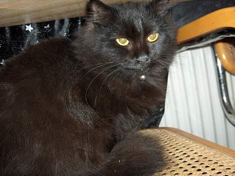 Maine Coon charlie*flyttet til nabo* billede 1