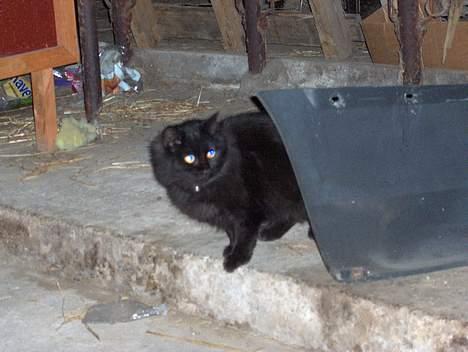 Maine Coon charlie*flyttet til nabo* billede 2