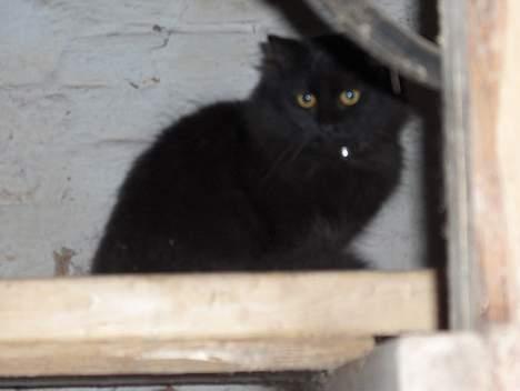 Maine Coon charlie*flyttet til nabo* billede 3