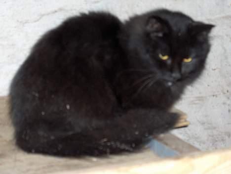 Maine Coon charlie*flyttet til nabo* billede 4