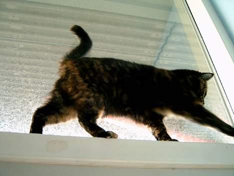 Huskat Angel #R.I.P# - Se jeg kan også gå her oppe. (den gamle lejlighed) billede 9