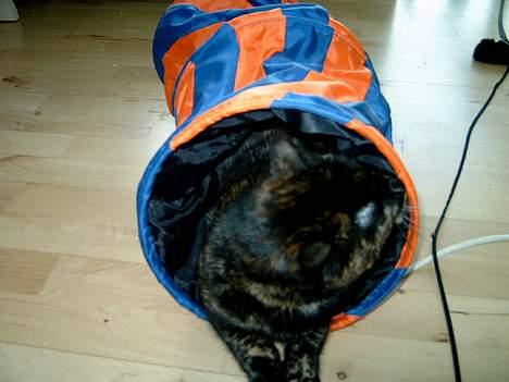 Huskat Angel #R.I.P# - Jeg elsker min tunnel... billede 10