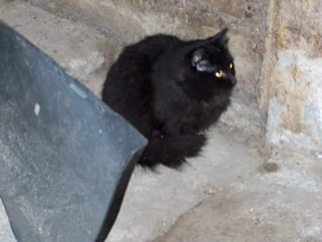 Maine Coon charlie*flyttet til nabo* billede 5